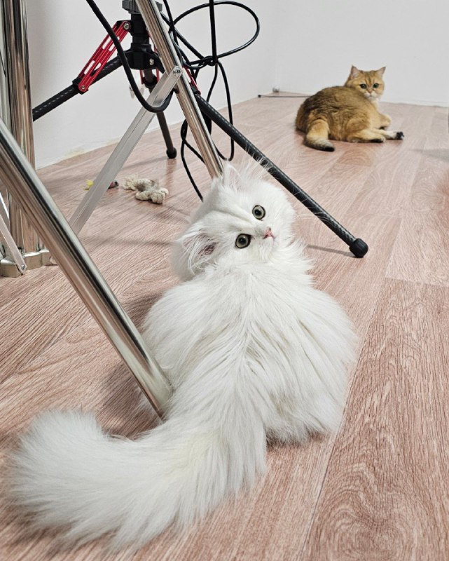 Все лишние звуки в видео,  точно не они