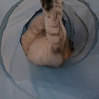 Просто должна быть такая гифка у вас