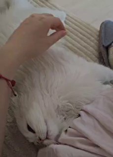 Чет у меня какое-то ненастье .. на НГ болела Фокси, а сейчас болеет Ласка..  ...