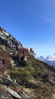 Наступить в собачью какашку, ловя лицом алые закатные лучи солнца и прохладны...