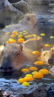 Капибары в онсэне с цитрусами в городе Ито  Такие ванны регулярно делают там ...