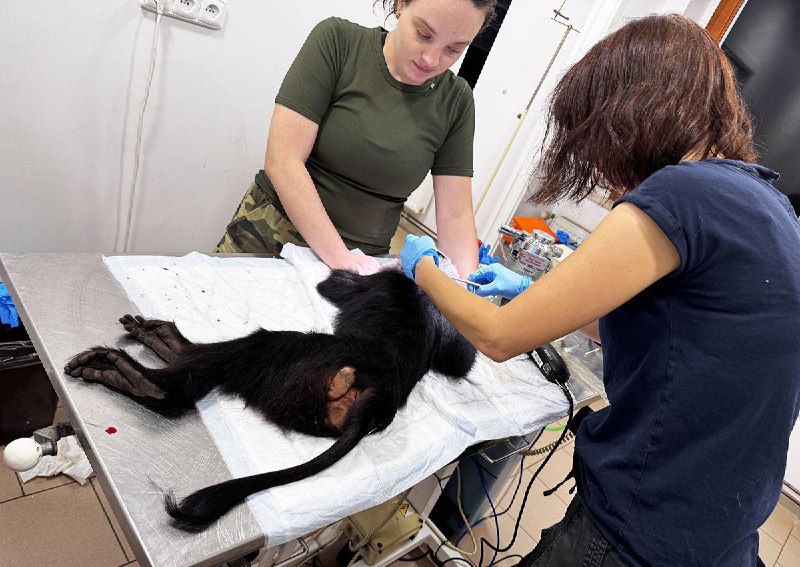 Ветеринарам в зоопарке чешского города Пльзень пришлось усыпить самку львинох...