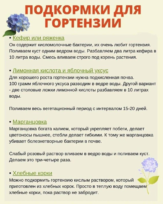 Подкормка гортензии. Берем на заметку     Больше советов тут - Моя дача Не за...