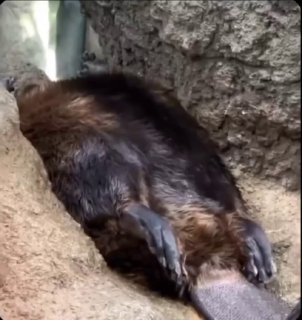 Доброе утро! Понедельник - день тяжелый!   Дмитрий Никотин. Подписаться!