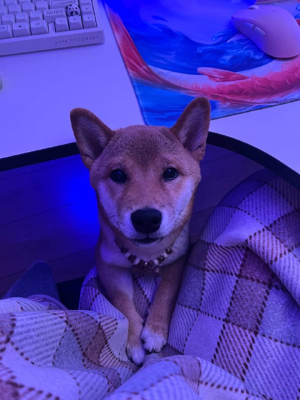 Ну что за зайчик такой пришел    Такой взрослый уже становится.  Сегодня ходи...