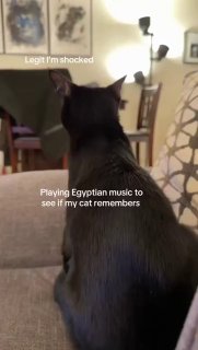 Попробуйте включить коту египетскую музыку — возможно, он вспомнит, что в про...