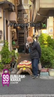 Это Хисао Митани и его черепаха гуляют по Токио.  26 лет назад он купил в суп...