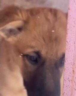 Время расплаты              Приют «Помоги жить» бросает клич о помощи! 600 бе...