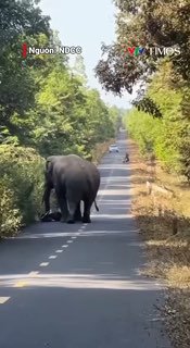 Ngày 9/1, cộng đồng mạng lan truyền đoạn clip ghi lại hình ảnh một con voi rừ...