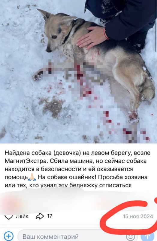 Пост с собакой, вероятнее всего, является фейком. Фотографии, которые нам при...