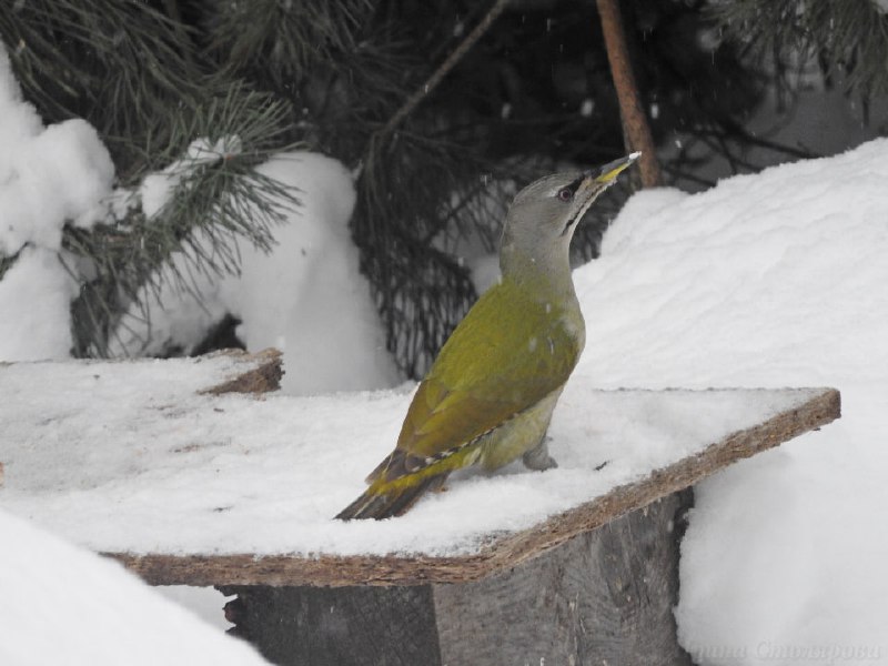 Птица, которую не каждый видел: седой дятел добрался до городских дворов  Жит...