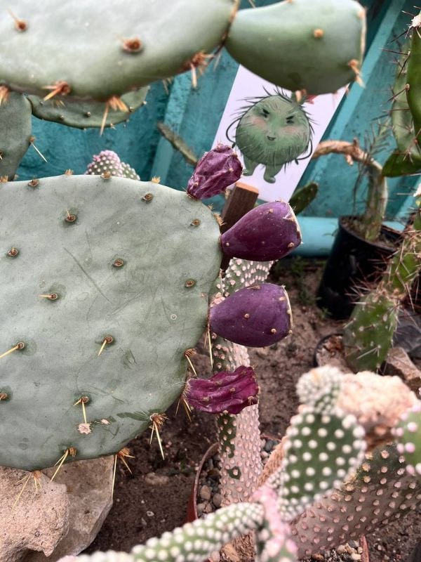 Экзотический кактус зацвёл и дал плоды в оранжерее воронежского ботанического...