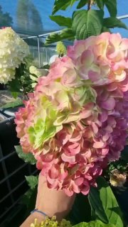 Добрый день, друзья!    Поиграем в угадайку? Что это за гортензия?  Первым де...