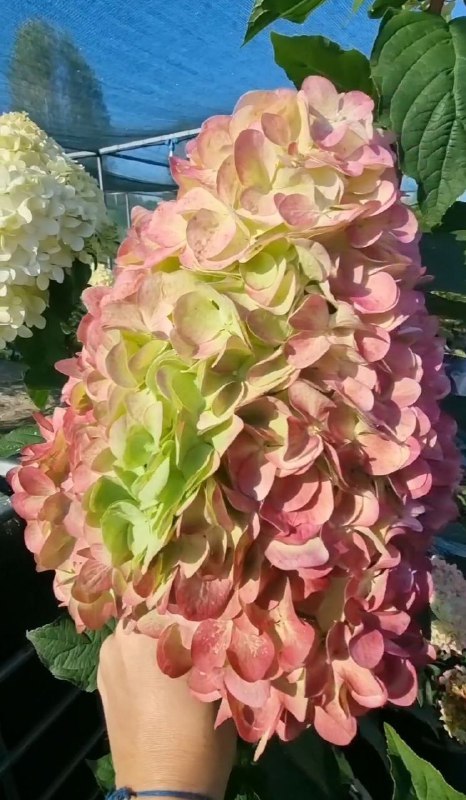 Юля, скажите уже, что за сорт?    Девочки, насчитала 5 ваших правильных ответ...