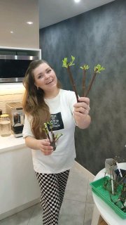 Черенкование метельчатых гортензий зимой, зелёной почкой. Очень классный спос...