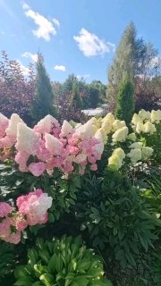 Есть такое мнение, вопрос?! Когда зимой рано, черенкуем гортензии почкой, мог...