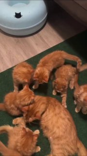 Вашу ленту захватила рыжесть, не сопротивляйтесь   СТРАШНОТА