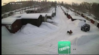 В Тюмени живодер хладнокровно переехал бродячую собаку.  Момент наезда попал ...