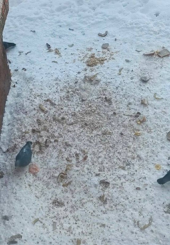 Ситуация с пожилой соседкой дошла до точки кипения. Она упорно подкармливает ...