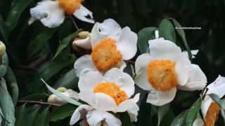 နွေဦးစတော့မယ်တဲ့ ဒါဆို သေချာပါတယ် ဆရာသန်းတင့် စကားနဲ့ဆို ဒီရာသီရောက်ရင် ဒီပန်...