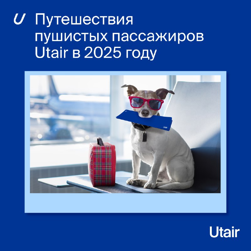 Уши, лапы, хвост и посадочный талон — добро пожаловать на борт!     А вот наш...