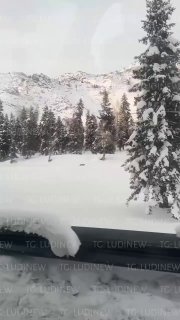 Снежный барс чуть ли не растерзал девушку, которая решила подойти слишком бли...